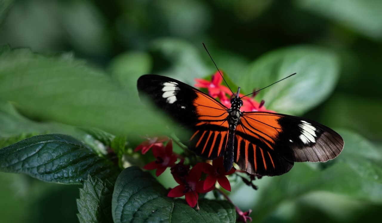 Early Bird Registration: Becoming Butterflies Field Trips