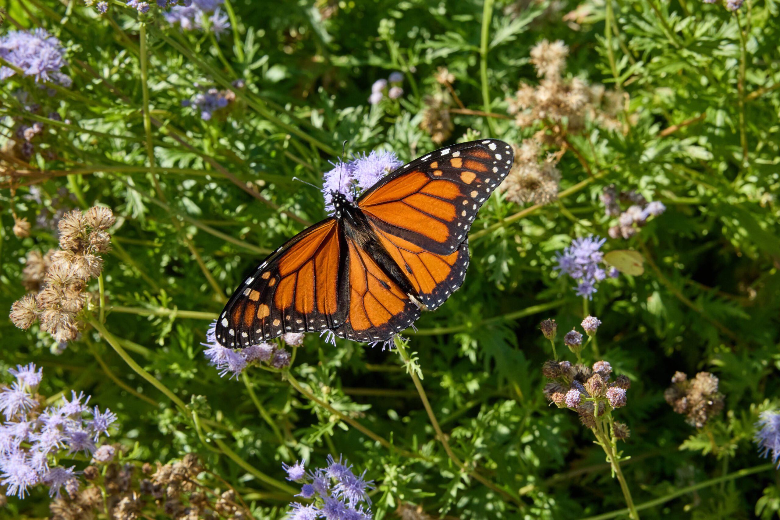 Pollinator Gardening