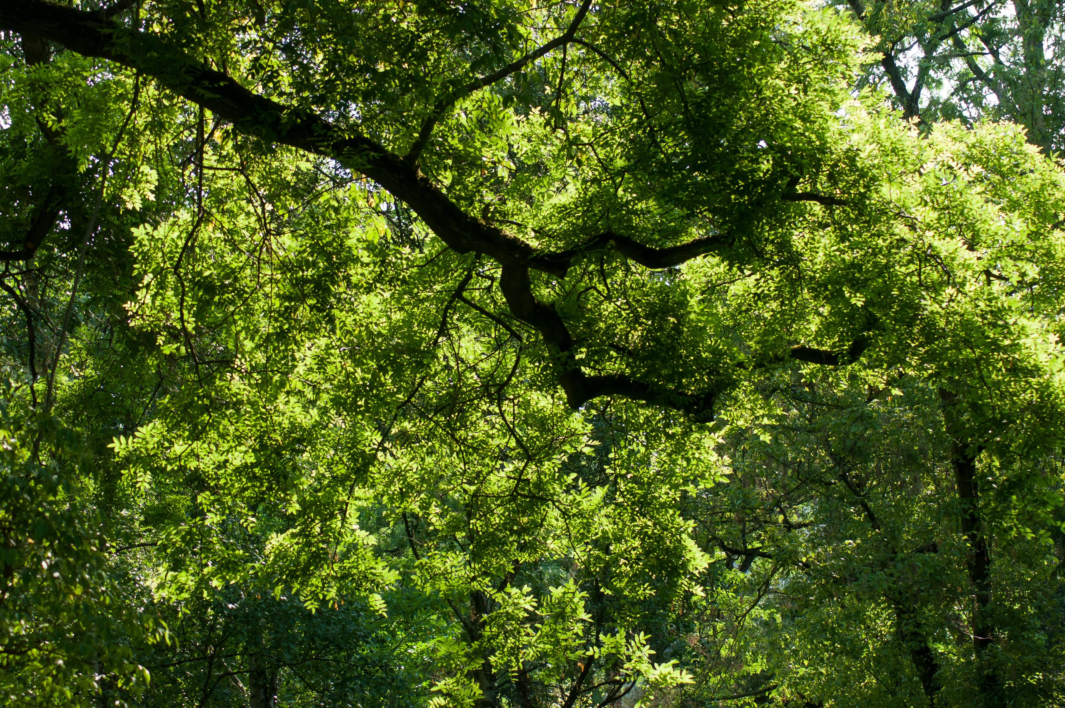 Botany Lunchtime Lecture: Using Data to Understand the Past and Predict the Future