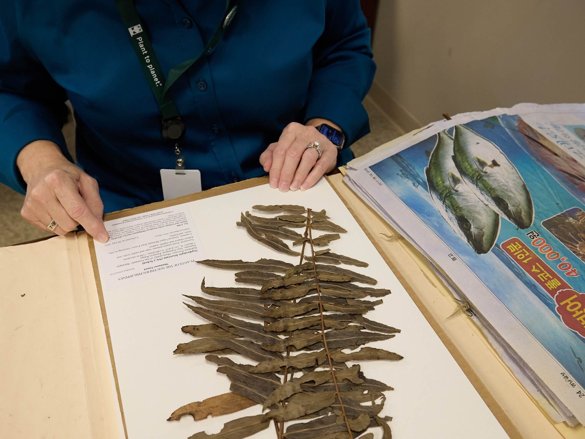 Person working on BRIT's Herbarium Collection