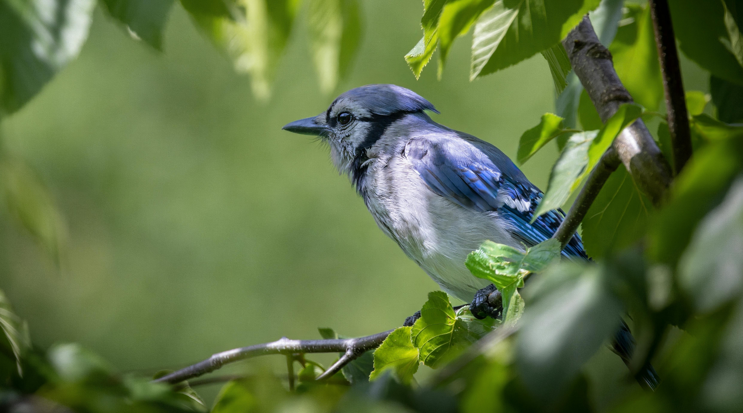 Birding with Fort Worth Audubon Society