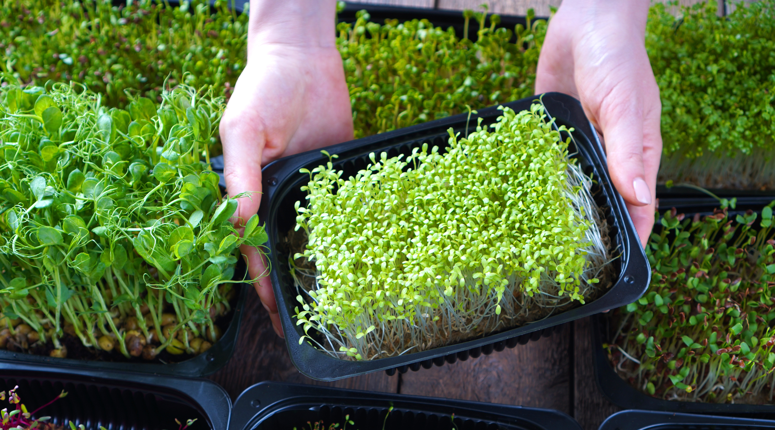 Growing Microgreens