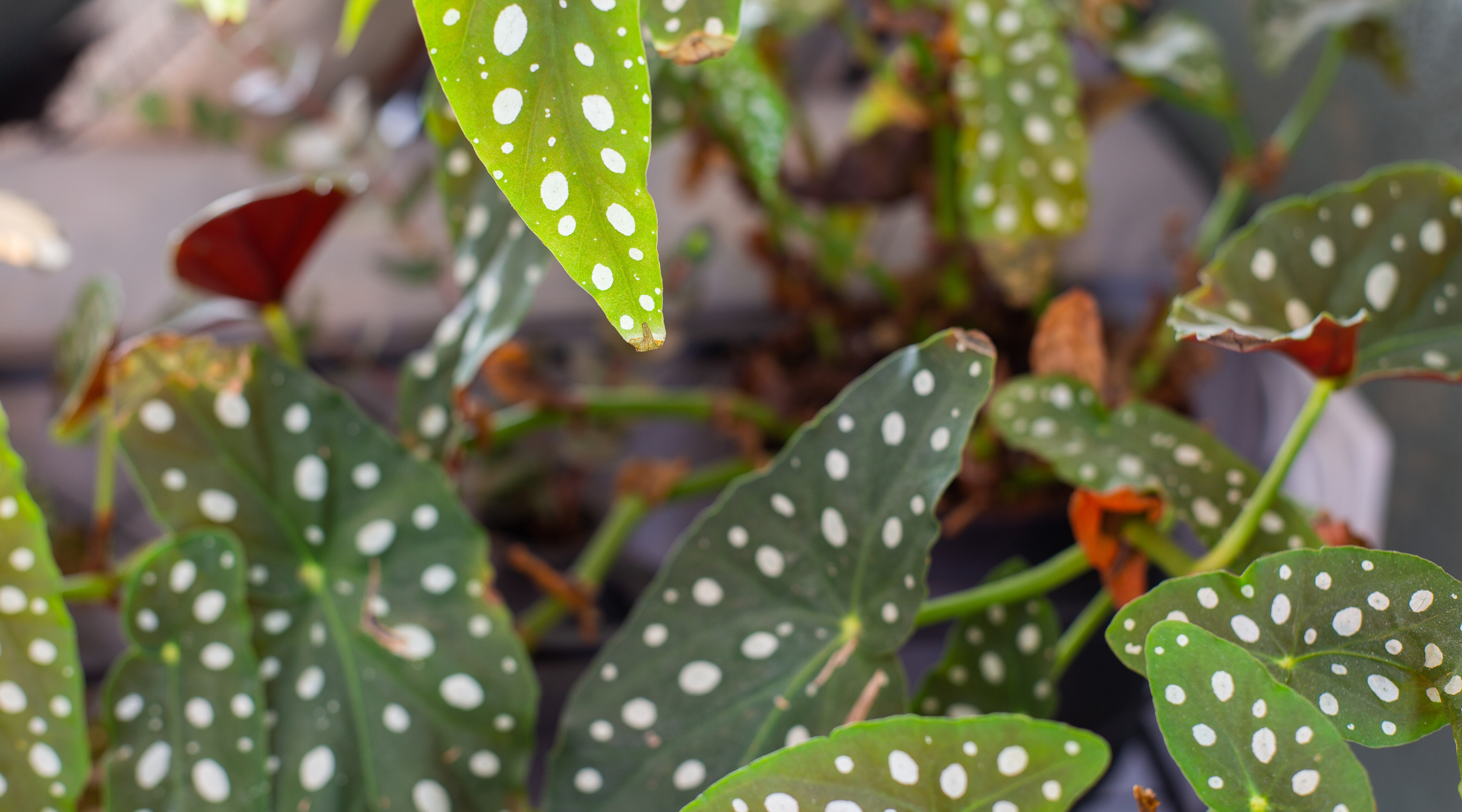 Begonia Terrariums: Next Steps