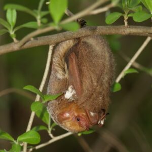 Eastern red bat (Lasiurus borealis)