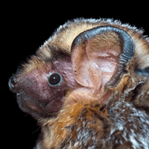 Hoary bat (Lasiurus cinereus)