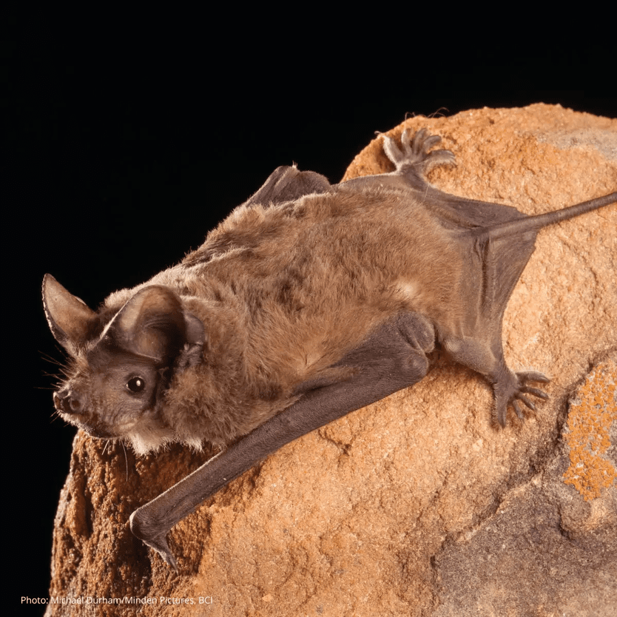 Bats in the Garden