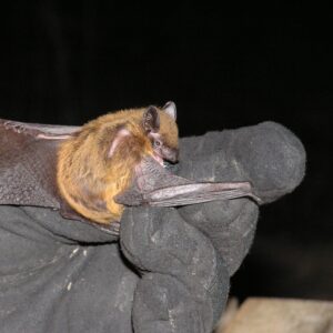 Evening bat (Nycticeius humeralis)