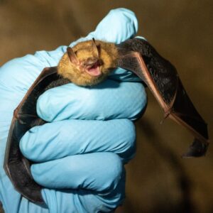 Tricolored bat (Perimyotis subflavus)