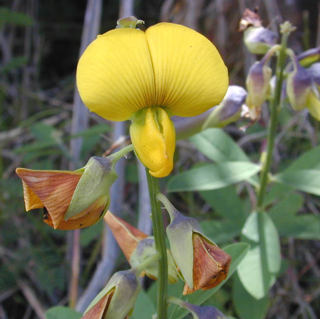 BRIT Lunchtime Lecture: Evolutionary Dynamics of the Millettioid/Phaseoloid Clade (Fabaceae: Papilionoideae)