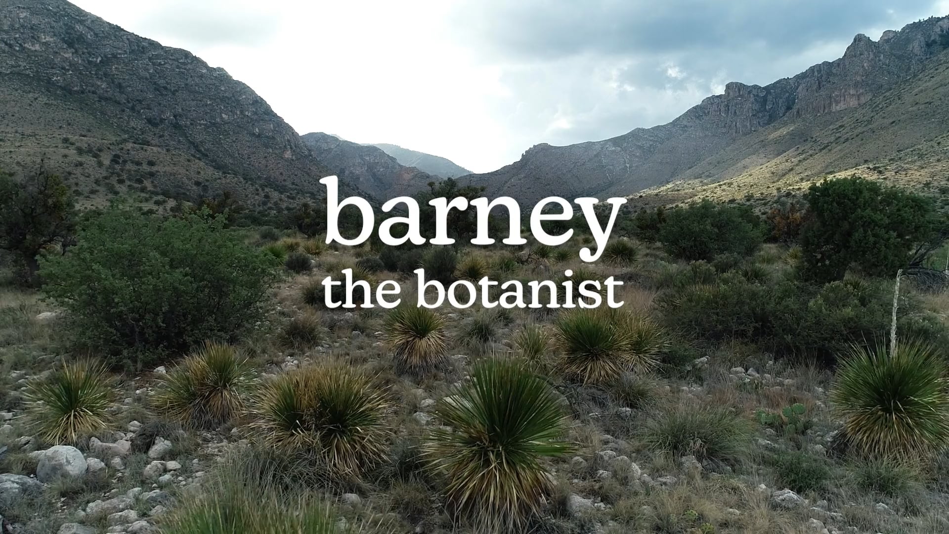 Celebrating Barney’s Lipscomb’s 50 Years in Botany