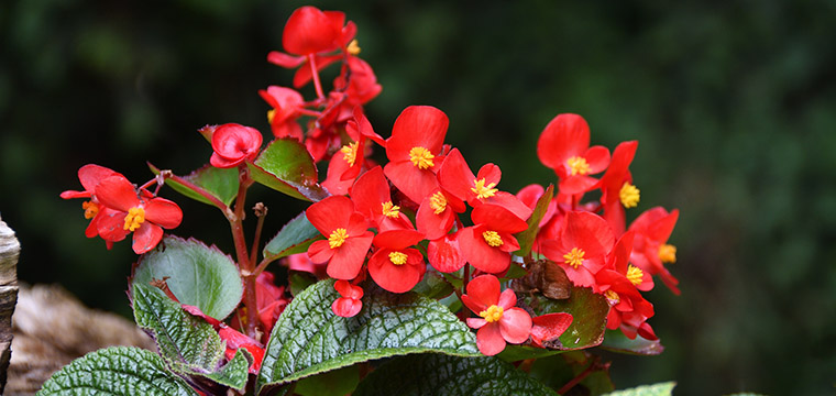 Begonia Terrariums for Beginners