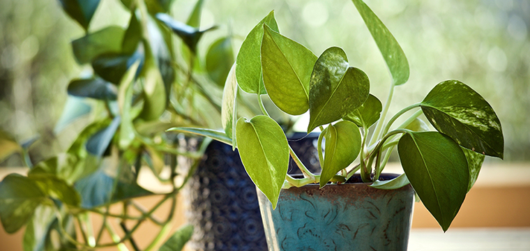 BYOP Houseplants