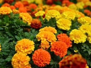 Marigolds in bloom