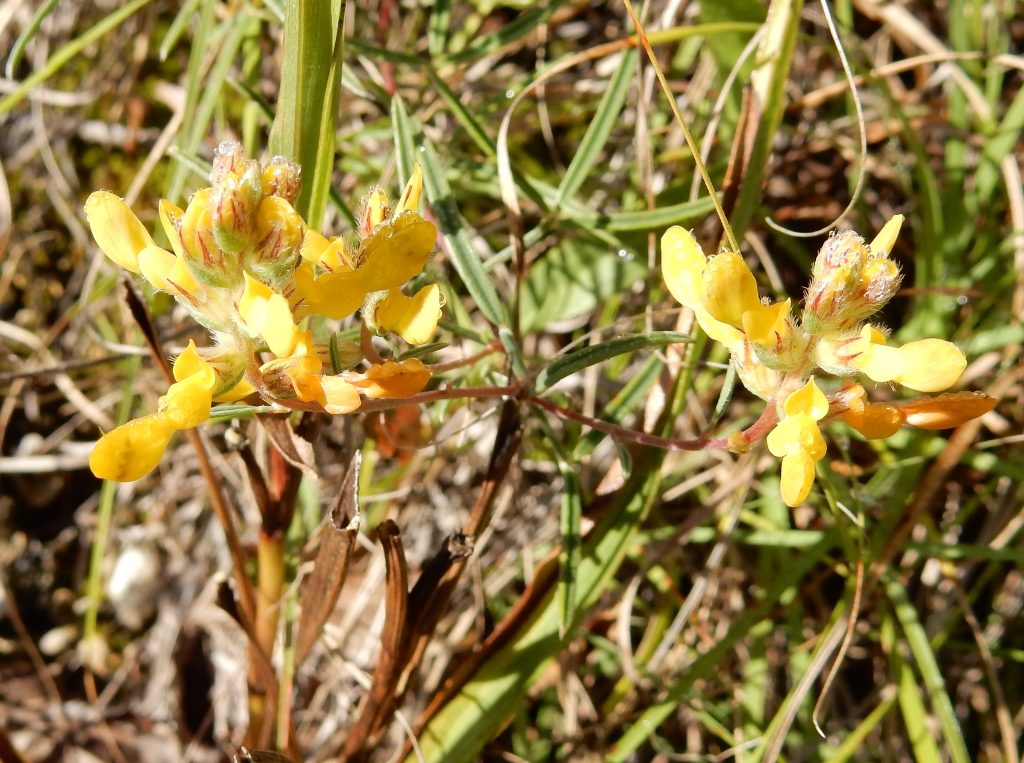 Rare and native Texas plant Dalea halii