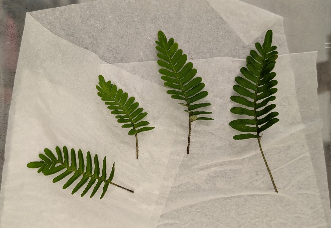 BRIT Lunchtime Lecture – Unfurling Mechanisms of Desiccation Tolerance: An Ultrastructural Perspective