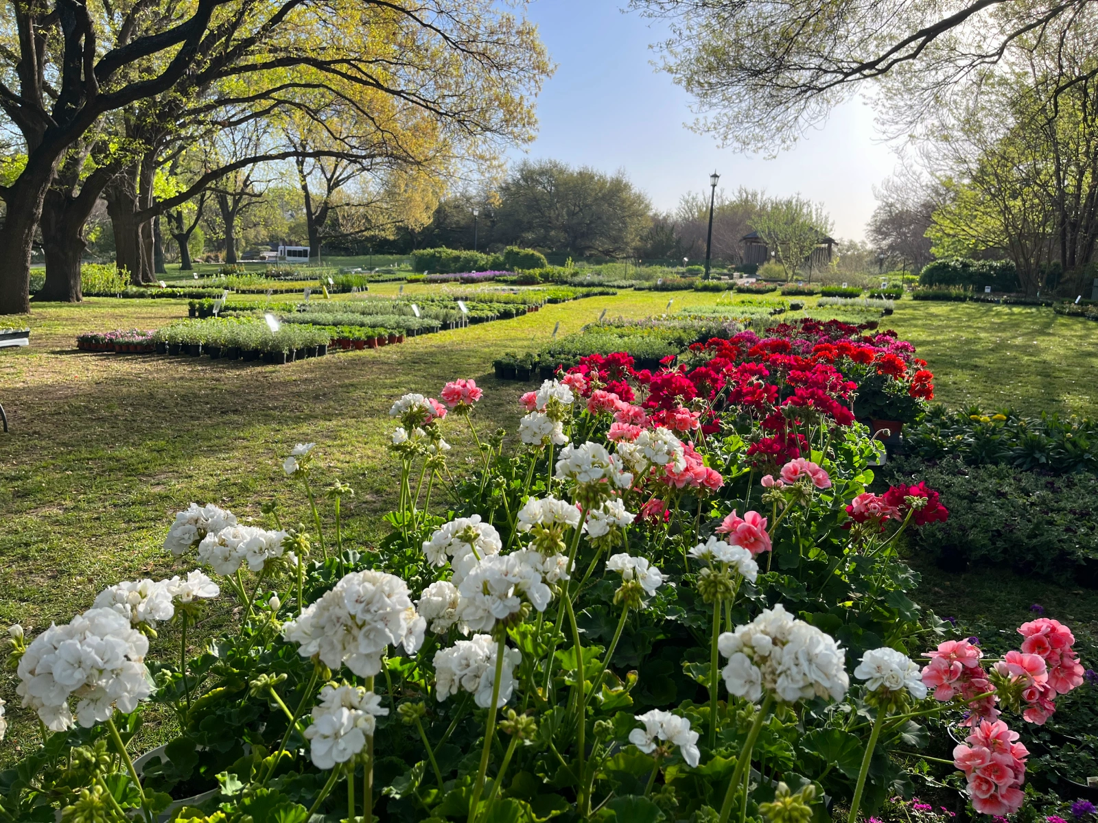 Fall Plant Sale