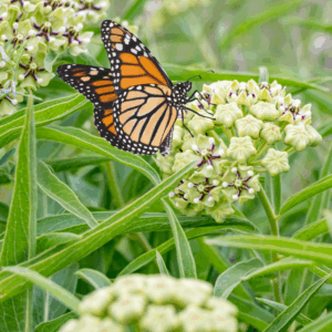 Milkweed with monarch butterfly
