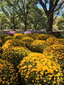 Yellow Mums in bloom