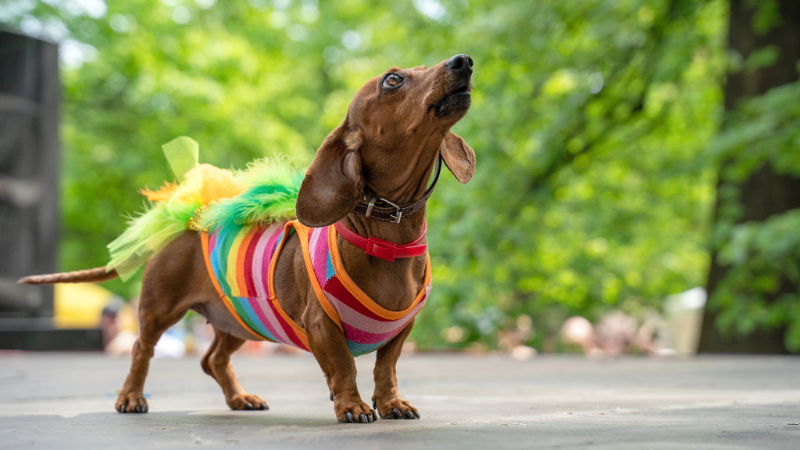 Members-Only: Howl-O-Ween
