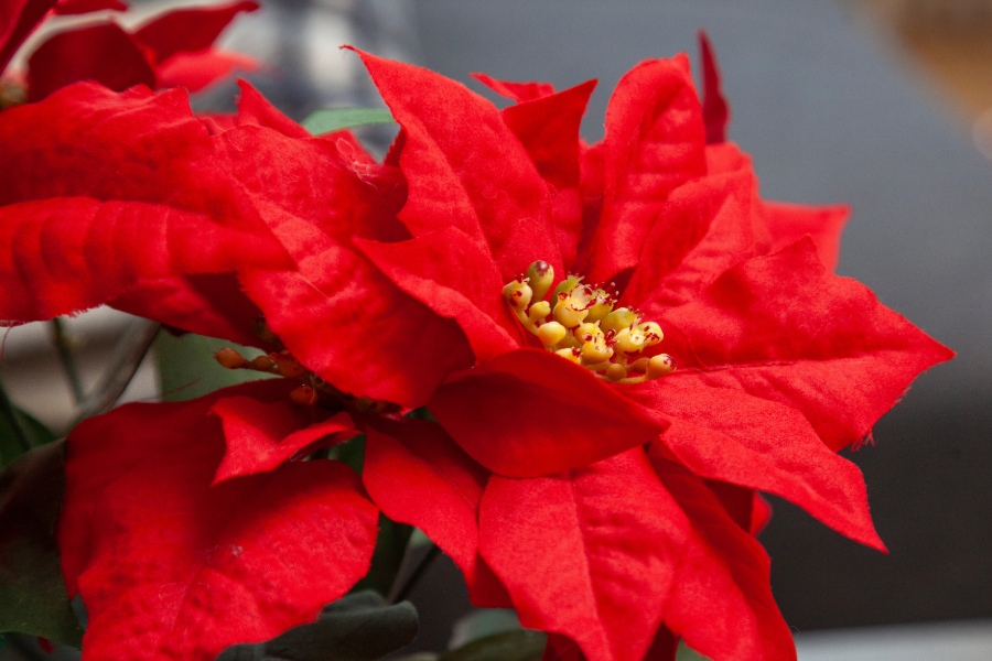 Drawing in the Garden: Poinsettias