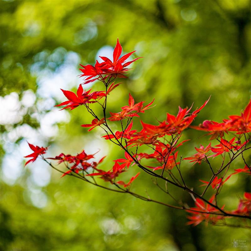 Blurred Beauty: Bokeh in Photography