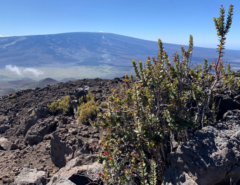 Ohelo New Mauna Kea Looking Toward Mauna Loam *Photo by Anna Becker