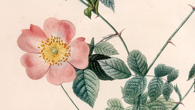 Art Exhibition: “Natural Harmonies: Plants’ Musical Influence”