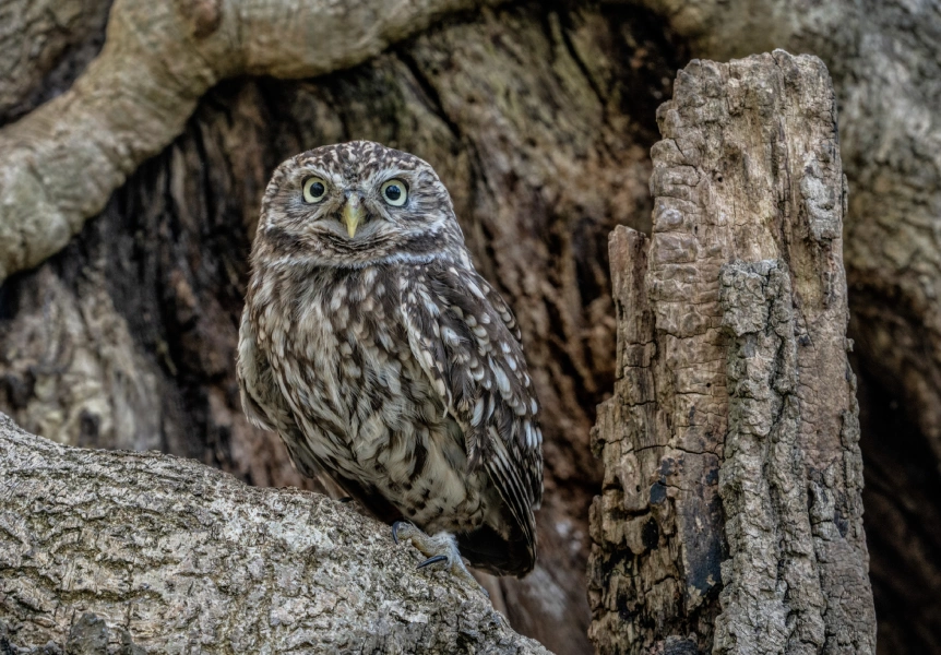 Spring Break Camp: Amazing Adaptions (Ages 5-7)