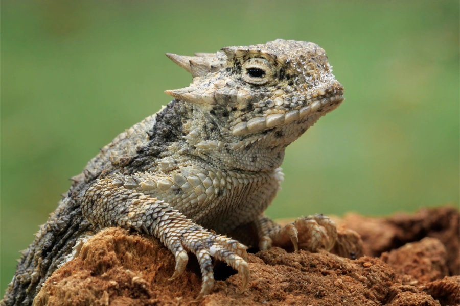 S.E.E.D. Camp: Texas Native Treasures (Ages 6-7)