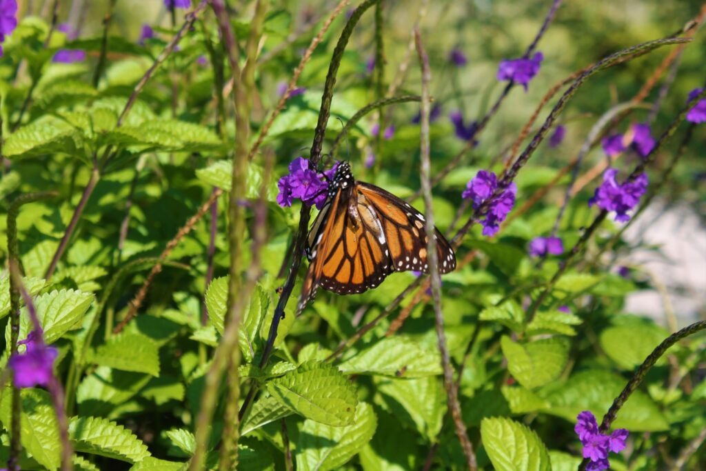 Pollinator Gardening