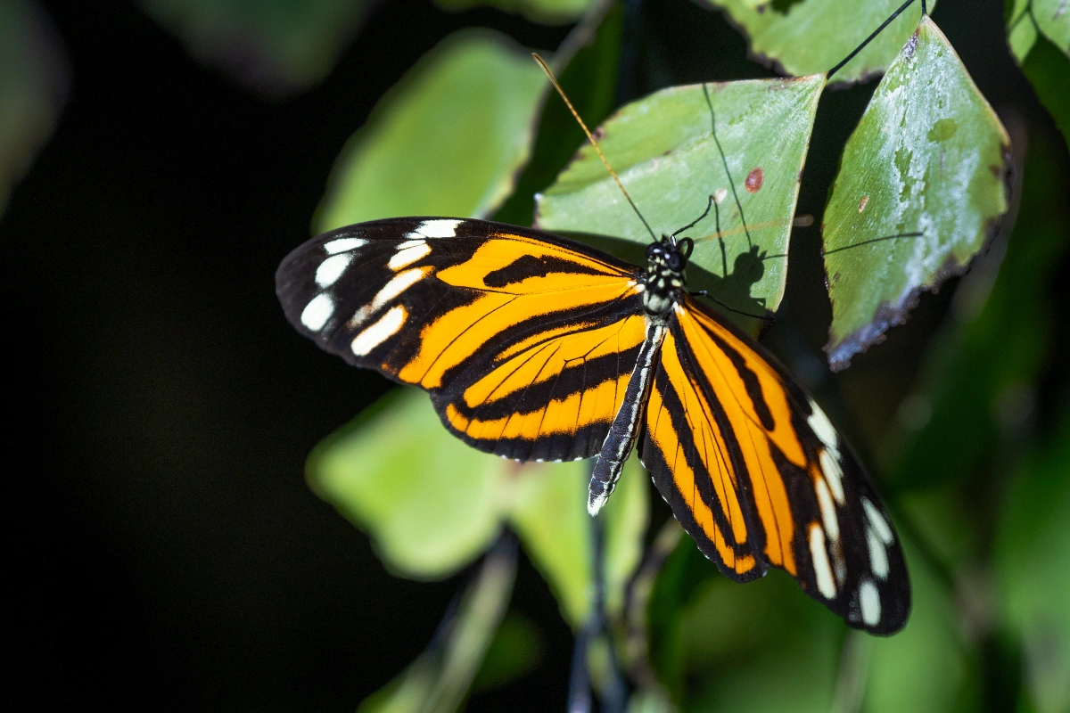 Members-Only: Free Butterflies in the Garden Hours – March 30