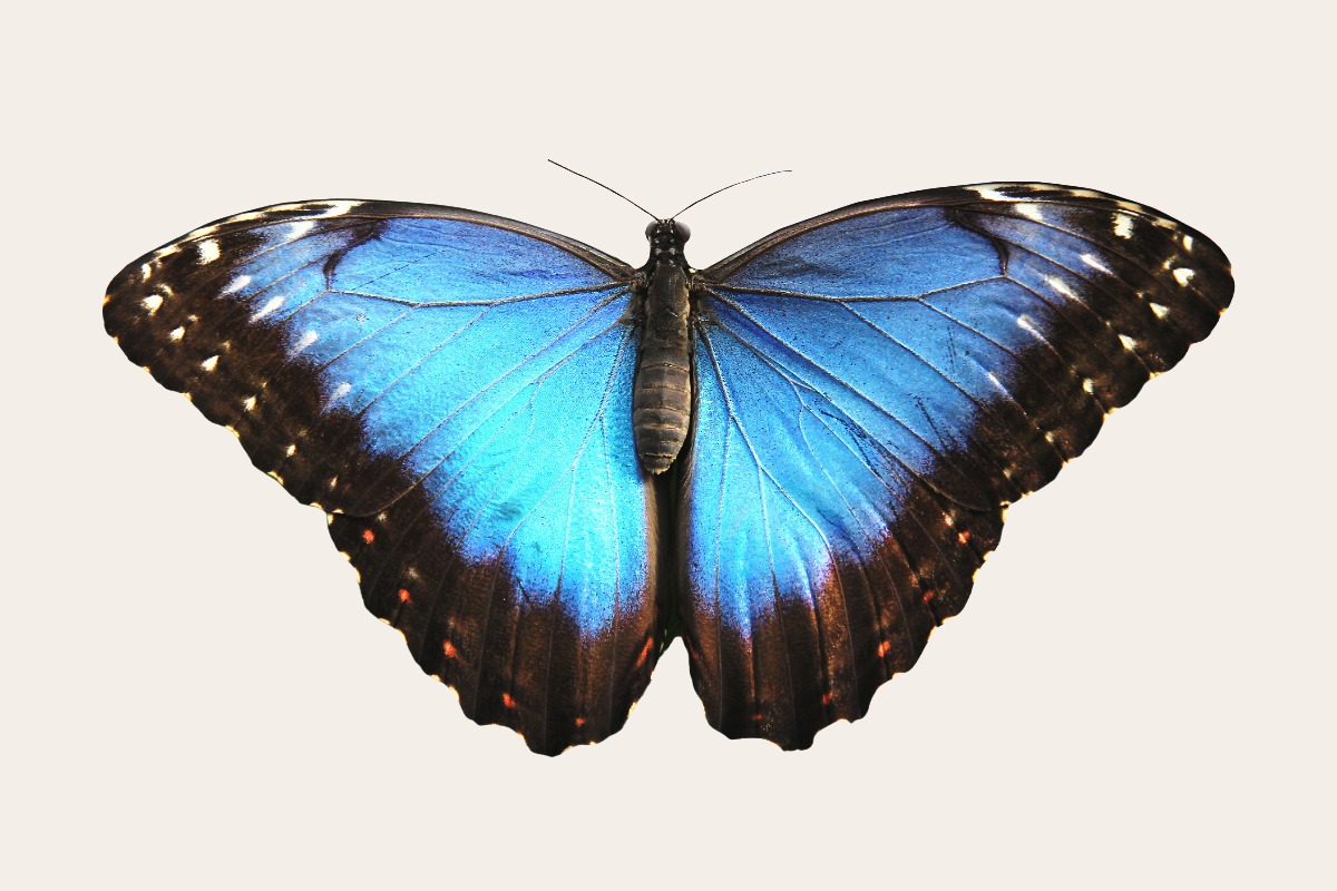 Blue Morpho butterfly (Morpho helenor)