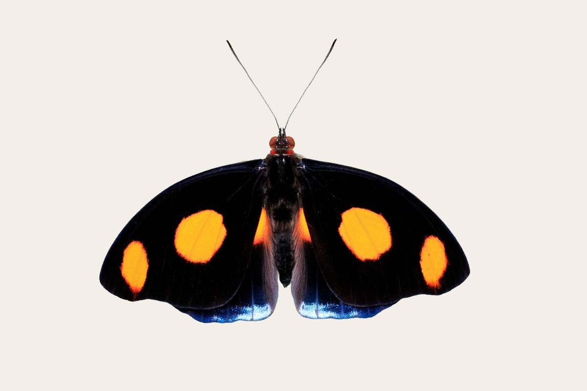 Grecian shoemaker (Catonephele numilia)