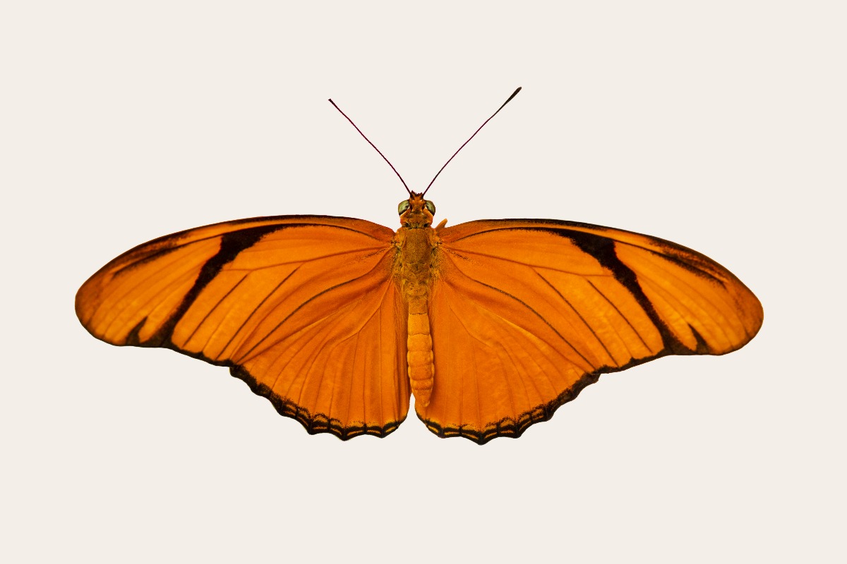 Julia butterfly (Dryas iulia)
