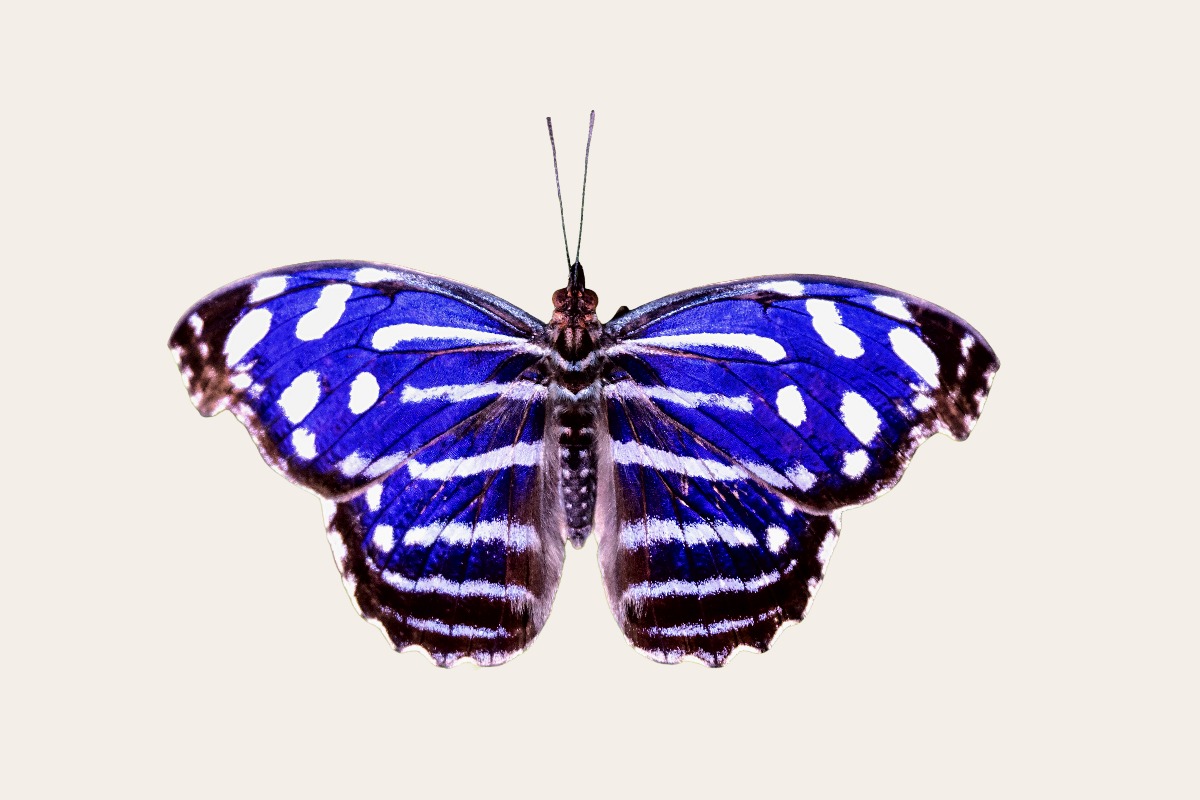 Whitened Bluewing (Myscelia cyaniris)
