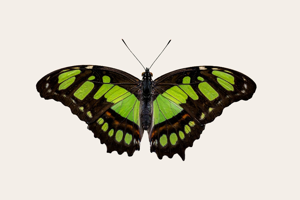 Malachite butterfly (Siproeta stelenes)