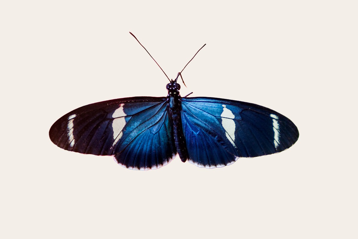 Sara longwing (Heliconius sara)