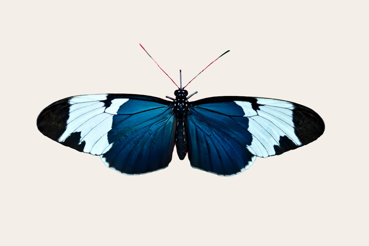 Sapho Longwing (Heliconius sapho)