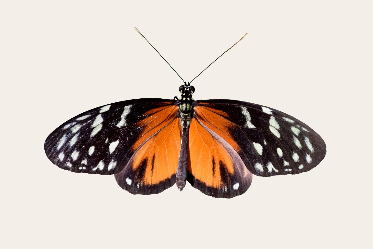 Tiger Longwing (Heliconius hecale)