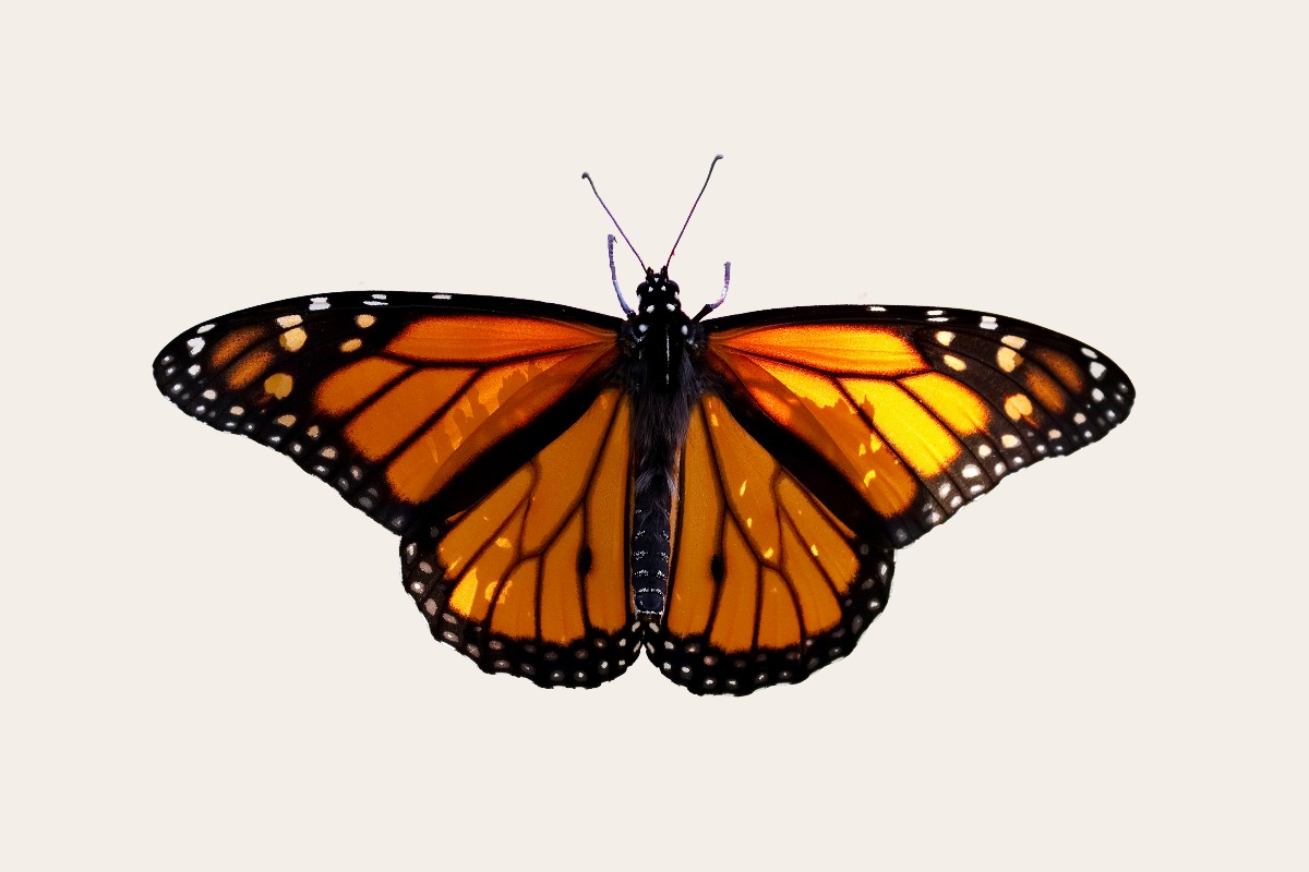 Monarch butterfly (Danaus plexippus)