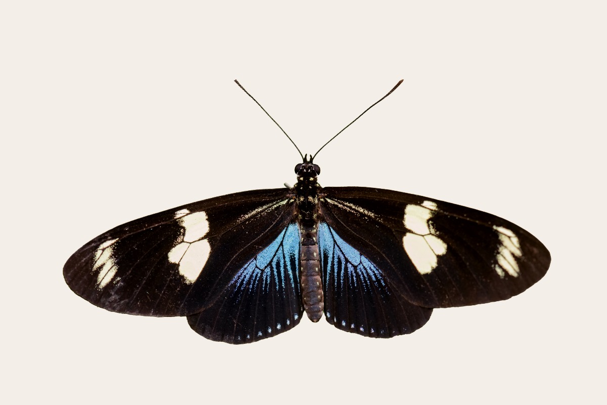 Doris Longwing (Heliconius doris)
