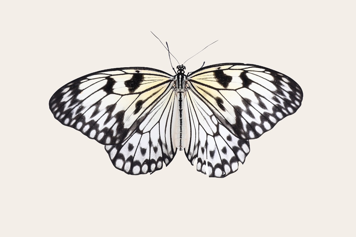 Paper Kite (Idea leuconoe)