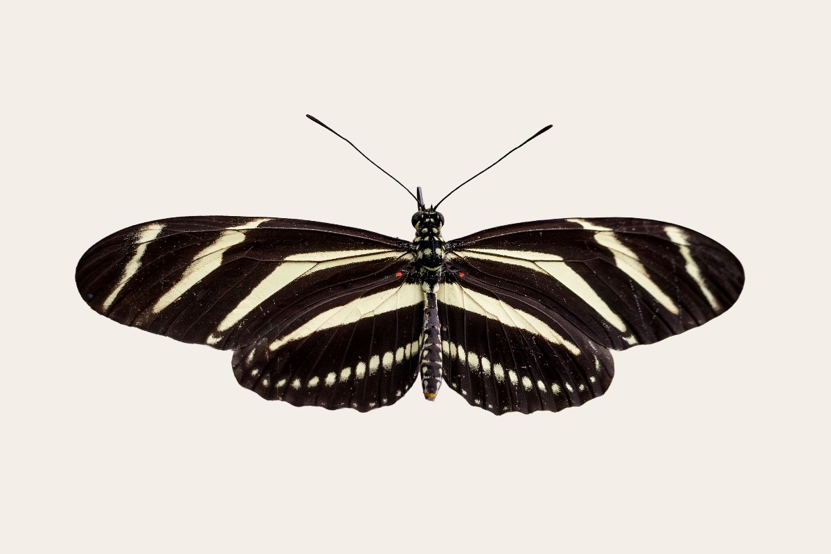 Zebra Longwing (Heliconius charithonia)