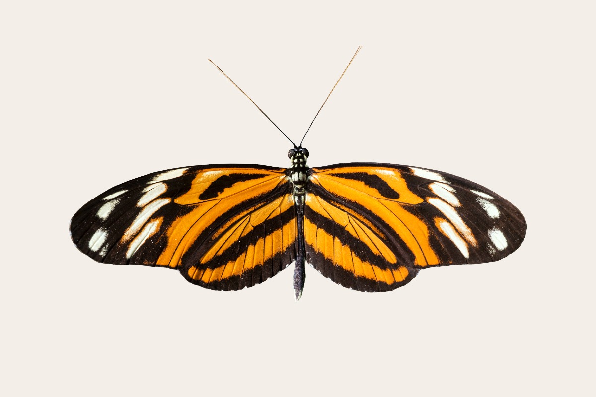 Tiger Longwing (Heliconius hecale)