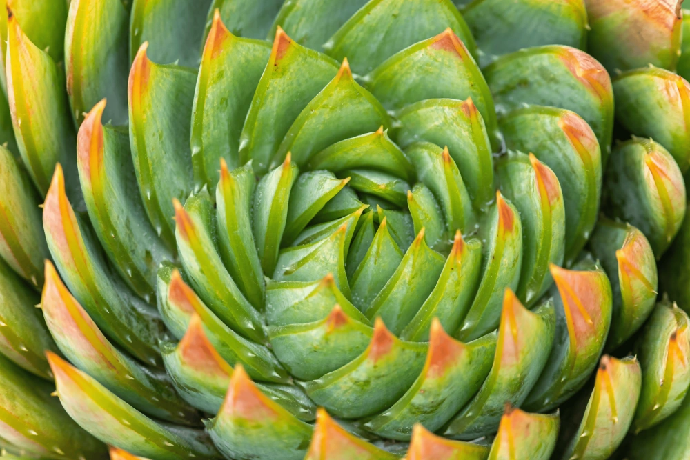 Girls Nature Workshop: Do Plants Know Math?