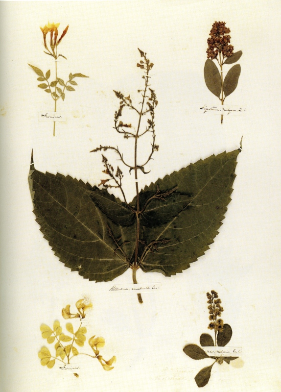 Emily Dickinson’s Visual Poetry: Lasting Impressions of Her Herbarium