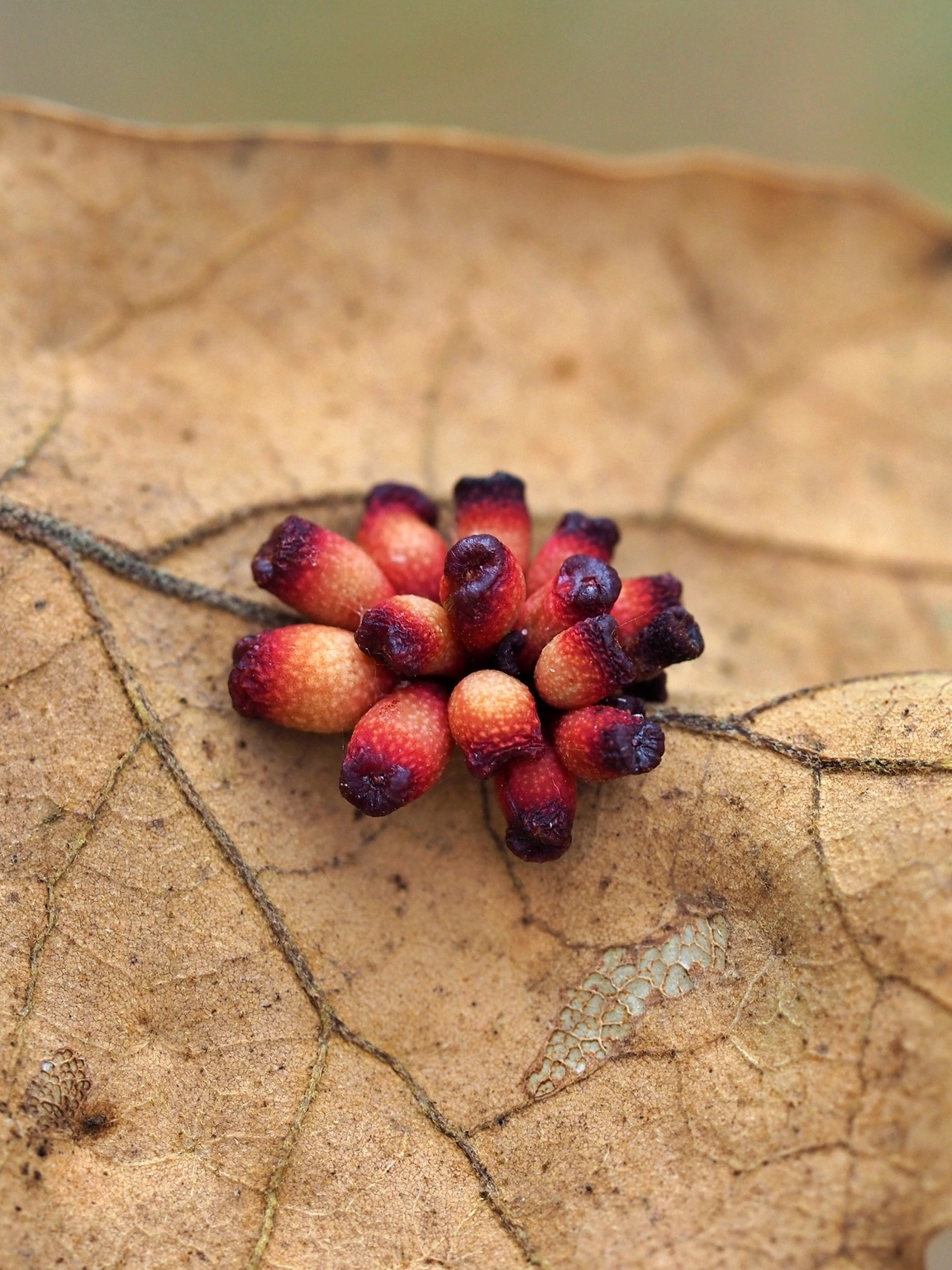 Lunchtime Lecture: Galls, Let’s Get Curiously Addicted!