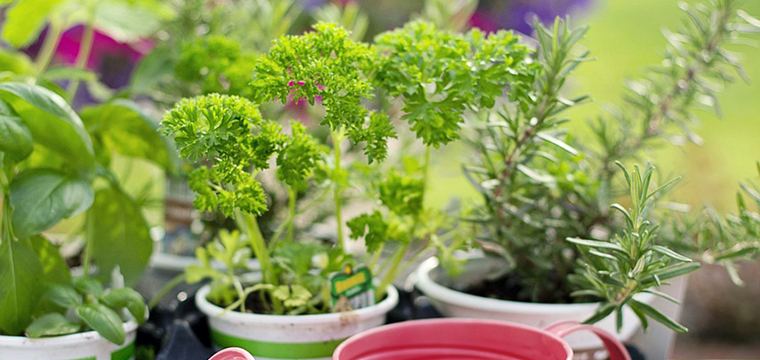 Right Plant, Right Place: Yard & Garden