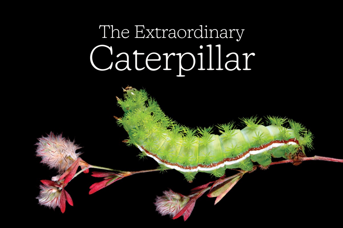 Free Film Screening: “The Extraordinary Caterpillar”