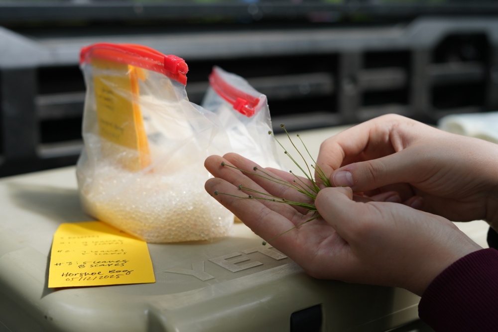 Dwarf pipewort seedling germinate produced in the BRIT lab